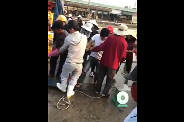 Cá cờ biển được mệnh danh là những vị vua tốc độ của biển cả này. Không những thế, chúng còn là nỗi sợ hãi của nhiều loài sinh vật biển, trong đó có cả các loài cá có kích thước lớn như cá ngừ.