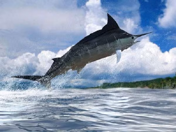 Đặc biệt, giống như cá hồi, cá cờ biển chứa nhiều DHA, rất tốt cho sự phát triển của trẻ nhỏ và những người cần bổ sung DHA hỗ trợ não bộ.