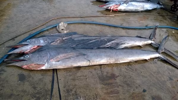 Cá cờ biển còn được gọi là cá mũi kiếm vì hàm trên của nó kéo dài, đầu nhọn hoắt như một mũi kiếm, vô cùng sắc bén và có lực sát thương cực lớn.