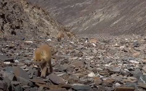 Chó sói lửa hay chó sói đỏ còn biết đến với các tên khác như Chó hoang châu Á, Chó hoang Ấn Độ (danh pháp khoa học: Cuon alpinus) là một loài thú ăn thịt thuộc họ Chó (Canidae), thành viên duy nhất của chi Cuon.