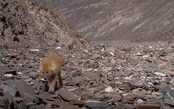 Chó sói lửa hay chó sói đỏ còn biết đến với các tên khác như Chó hoang châu Á, Chó hoang Ấn Độ (danh pháp khoa học: Cuon alpinus) là một loài thú ăn thịt thuộc họ Chó (Canidae), thành viên duy nhất của chi Cuon.
