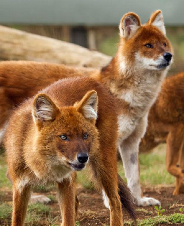 Điều làm nên tiếng tăm "tàn độc" của Sói Lửa, giống với Chó Hoang Châu Phi, đó là tốc độ xẻ thịt con mồi và ăn một cách nhanh chóng. Sói Lửa là loài Sói quý hiếm được bảo vệ trong sách đỏ Việt Nam, cùng với loài Sói Xám.