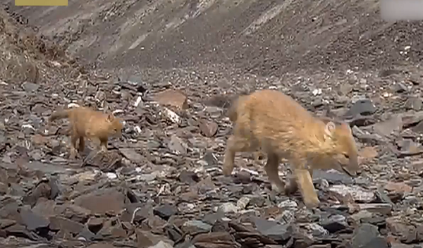 Chó sói lửa là động vật sống theo bầy đàn đông đúc giống như chó hoang Châu phi và sói xám. Khi đi theo bầy đàn thì sói lửa rất hung tợn và có phương pháp săn mồi tàn độc, đồng thời có thể gây hiểm nguy cho cả các mãnh thú khác như hổ hay báo và cả gấu.