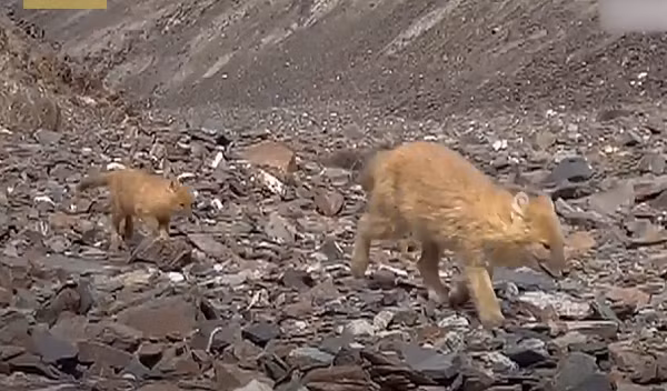 Chó sói lửa là động vật sống theo bầy đàn đông đúc giống như chó hoang Châu phi và sói xám. Khi đi theo bầy đàn thì sói lửa rất hung tợn và có phương pháp săn mồi tàn độc, đồng thời có thể gây hiểm nguy cho cả các mãnh thú khác như hổ hay báo và cả gấu.