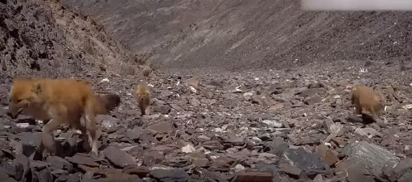  Đàn sói lửa gồm 10 con, đây là số lượng lớn nhất từng được quan sát trong khu vực.