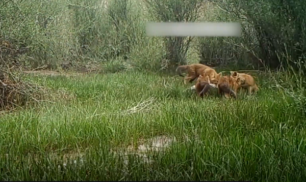 Sói đỏ thích ứng tốt với các môi trường sống. Thông thường nó sinh sống trong các rừng cây lá sớm rụng khô và ẩm cũng như các rừng mưa nhiệt đới, để có sự ẩn nấp tốt cho việc săn mồi.