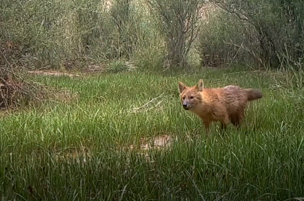 Nó sống trong các khu vực có thảm thực vật dạng rừng nguyên sinh, thứ sinh, thoái hóa, thường xanh và bán thường xanh, các rừng cây gai khô, cũng như thảm rừng-trảng cây bụi.