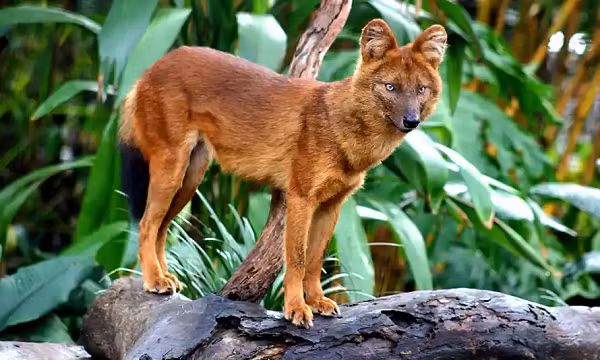 Sói đỏ là loài thú ăn thịt cỡ lớn. Thân sói lửa dài 90 cm, đuôi dài hơn 30 cm (tổng cộng chiều dài lên đến 1,2m).