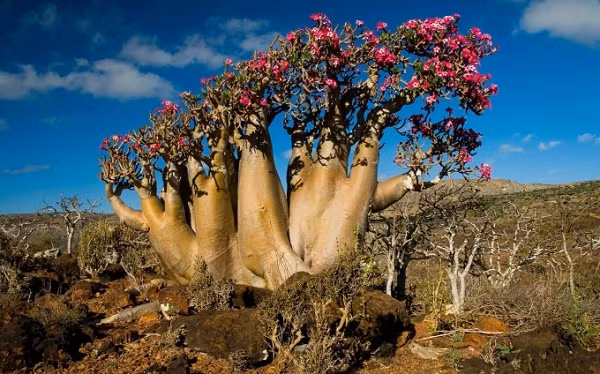 Với khí hậu bán sa mạc có nhiệt độ trung bình 25 °C và hầu như không có mưa, các loài cây trên quần đảo Socotra cũng phải phát triển theo nhiều cách khác nhau để tránh sự bay hơi nước.