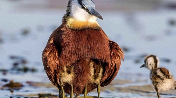 Đây là một tập tính hình thành từ quá trình tiến hóa, bởi 80% tổ của chim Jacana sẽ bị mất sau khi trứng nở.