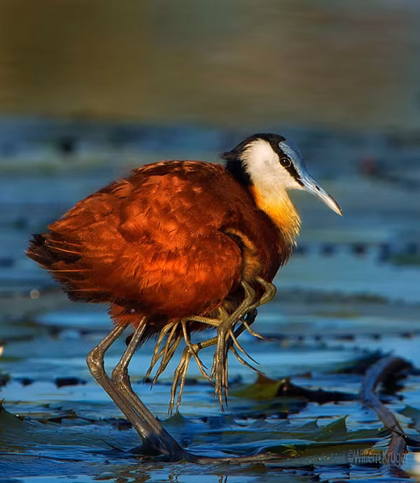 Chim trống cứ lẳng lặng nuôi con một mình mà không ai trợ giúp cả, và nó rất yêu thương đàn con của mình.
