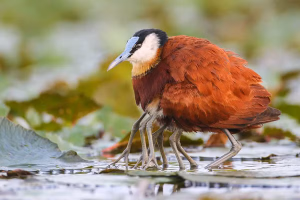  Chim Jacana mào đỏ (Comb-crested Jacanas) có tên khoa học là Irediparra gallinacea - một loài chim bản địa của nước Úc.