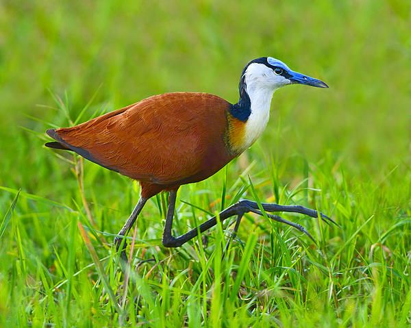 Những chiếc chân lộ ra là do chim Jacana đực ôm trọn 4 chim non vào trong cánh.