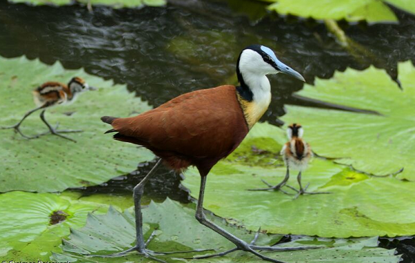 Sau khi đẻ trứng vào chiếc tổ nổi trên nước, chim Jacana cái thường bay đi với bạn tình mới, bỏ lại trách nhiệm ấp trứng và chăm con cho chim đực.