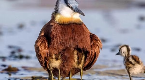 Đây là một tập tính hình thành từ quá trình tiến hóa, bởi 80% tổ của chim Jacana sẽ bị mất sau khi trứng nở.