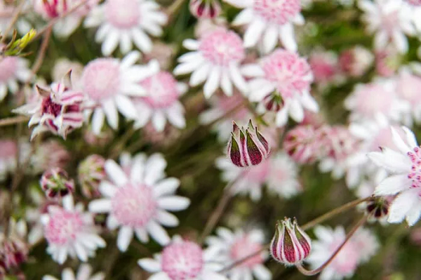Hoa bích thảo hồng thường nở vào mùa hè nhưng nhiều nhất là sau những vụ cháy rừng. Do 1-2 năm vừa qua, Australia liên tục xảy ra những vụ cháy rừng, việc hoa bích thảo xuất hiện không còn quá hiếm gặp.