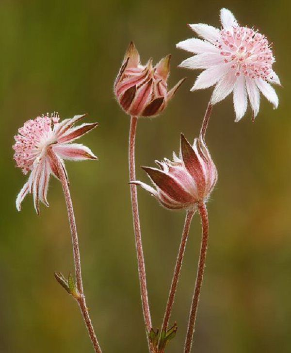 Từ đống hoang tàn của những đám cháy, màu hồng của hoa tạo nên cảnh tượng lãng mạn.