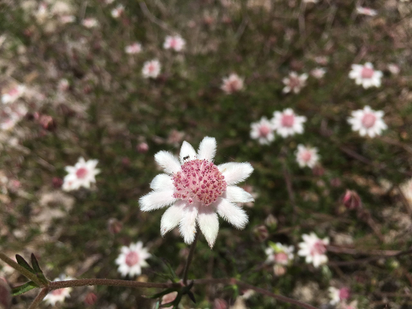 Cảnh những bông hoa bích thảo xinh xắn nở trên miệng núi lửa.