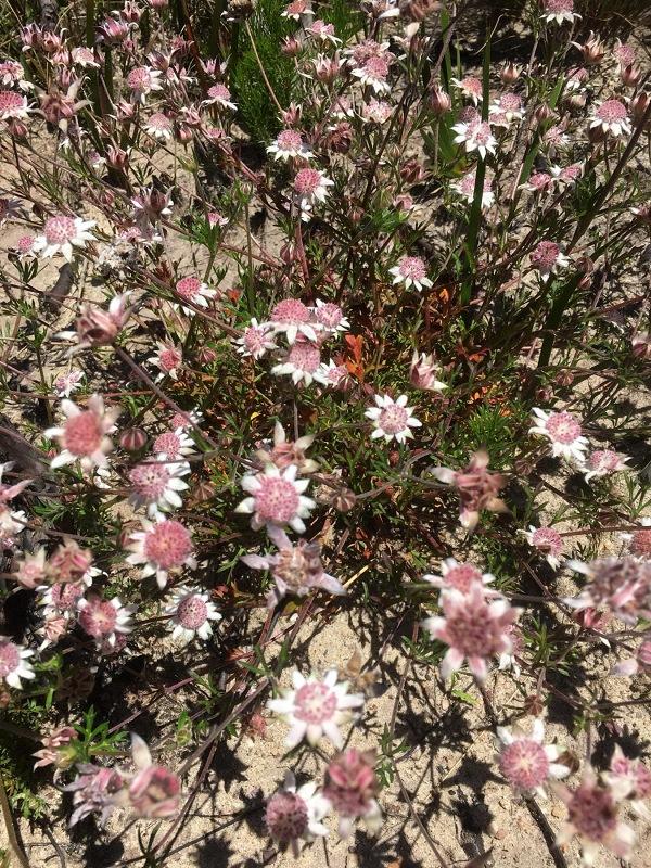 Hoa dại mọc thành cụm tạo nên cảnh tượng lay động lòng người, đại diện cho sức sống mãnh liệt giữa những “vùng đất tro tàn”.