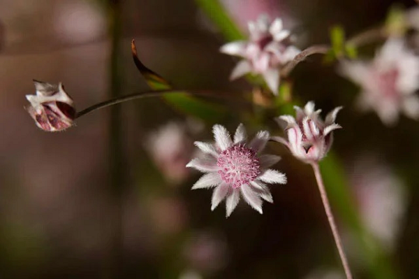Bất chấp điều kiện khắc nghiệt, một loài hoa xinh đẹp có tên "bích thảo hồng" dần dần sinh sôi phát triển từ đống tro tàn.
