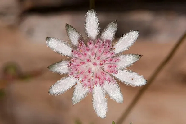 Loại hoa này còn được gọi với tên “hoa sườn núi” vì chúng mọc trên các rặng núi.