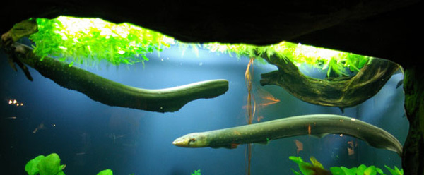 Cá chình điện thường sống trong các suối, ao của các lưu vực sông Amazon và Orinoco tại Nam Mỹ, thức ăn của chúng là cá, một số loài lưỡng cư, thậm chí cả chim và động vật có vú nhỏ.