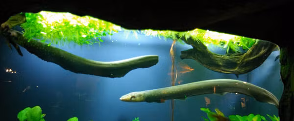 Cá chình điện thường sống trong các suối, ao của các lưu vực sông Amazon và Orinoco tại Nam Mỹ, thức ăn của chúng là cá, một số loài lưỡng cư, thậm chí cả chim và động vật có vú nhỏ.