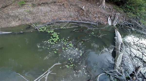 Hành động đi săn mồi theo bầy này được ghi nhận ở lưu vực sông Amazon (Brazil) đã đặt ra câu hỏi cách thức cá chình điện giao tiếp với nhau.