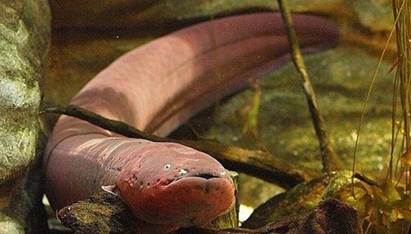 Không có nhiều trường hợp con người tử vong do cá chình điện, tuy nhiên nếu bị chúng giật một cách bất ngờ, cơ thể chúng ta sẽ mất kiểm soát, suy hô hấp, suy tim và ngã xuống dòng nước dẫn tới chết đuối trong vùng nước cạn.