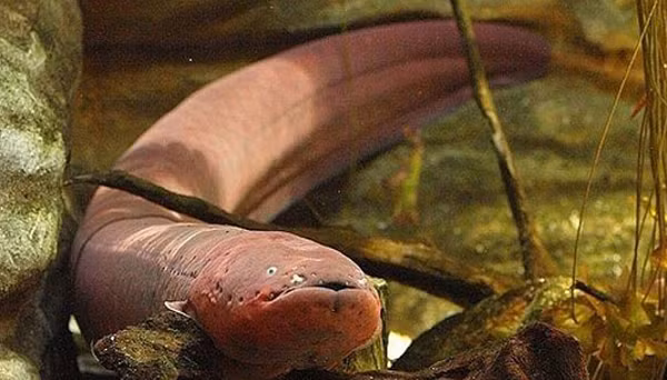 Không có nhiều trường hợp con người tử vong do cá chình điện, tuy nhiên nếu bị chúng giật một cách bất ngờ, cơ thể chúng ta sẽ mất kiểm soát, suy hô hấp, suy tim và ngã xuống dòng nước dẫn tới chết đuối trong vùng nước cạn.