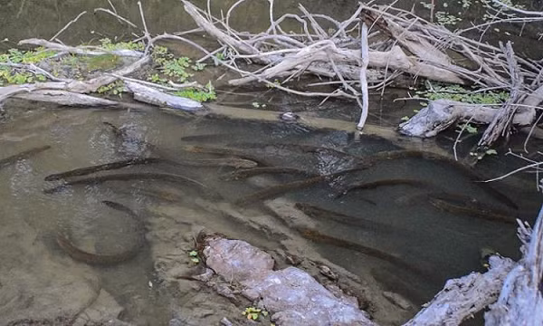 Theo nghiên cứu ban đầu, các nhà khoa học nhận thấy đây là sự kiện hiếm có, chỉ xảy ra ở nơi có nhiều con mồi và tồn tại nhiều cá thể cá chình điện trưởng thành.