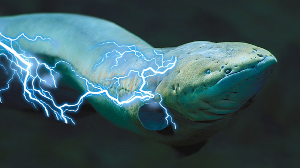 Nhiều nhà động vật học hàng đầu thế giới đã khẳng định, mặc dù có khả năng phát điện và phóng điện tuy nhiên cá chình hoàn toàn không bị ảnh hưởng bởi dòng điện do mình tạo ra