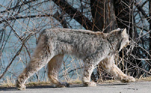 Allison cho biết, trước đây cô chưa từng nhìn thấy một con linh miêu nào, vì thế lần đầu tiên được diện kiến một sinh vật tuyệt đẹp như vậy cô rất phấn khích. Sau đó, cô nàng lập tức dùng điện thoại di động để ghi lại hình.