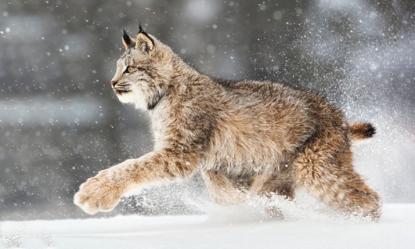 Linh miêu Canada có tên khoa học là Lynx canadensis, là một loài mèo thuộc Chi Linh miêu (Lynx) trong họ Mèo.