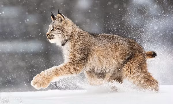 Linh miêu Canada có tên khoa học là Lynx canadensis, là một loài mèo thuộc Chi Linh miêu (Lynx) trong họ Mèo.