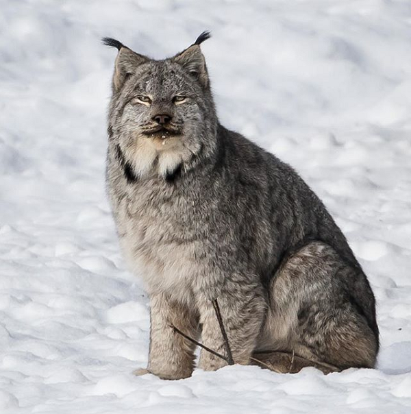 Nhờ vẻ ngoài tuyệt đẹp và dáng đi uyển chuyển, thu hút, linh miêu Canada được nhiều người bình chọn là một trong tứ đại thần thú mới cùng với cáo Tây Tạng, thỏ Bắc Cực và linh dương Gerenuk.