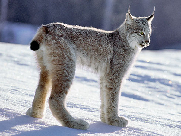Linh miêu Canada hoang dã có chiều dài trung bình từ 80 đến 105 cm, cân nặng dao động từ 8 đến 11 kg.