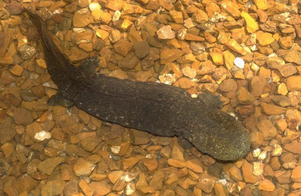 Cục Cá và Động vật hoang dã Mỹ (FWS) vừa chính thức đưa loài kỳ giông Hellbender phương Đông hay còn gọi là quỷ bùn ở Missouri vào danh sách các loài động vật có nguy cơ tuyệt chủng.