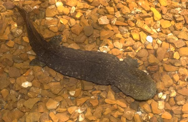 Cục Cá và Động vật hoang dã Mỹ (FWS) vừa chính thức đưa loài kỳ giông Hellbender phương Đông hay còn gọi là quỷ bùn ở Missouri vào danh sách các loài động vật có nguy cơ tuyệt chủng.
