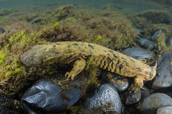 Kỳ giông Hellbender còn có những tên gọi khác như quỷ bùn, chó quỷ. Chúng có các phân loài khác nhau và có thể được tìm thấy ở nhiều nơi như New York cho đến khu vực bắc Alabama.
