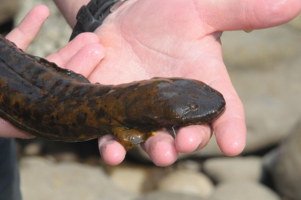 Nếu không được can thiệp kịp thời, loài kỳ giông Hellbender này có thể hoàn toàn tuyệt chủng trong vòng 20 năm tới.