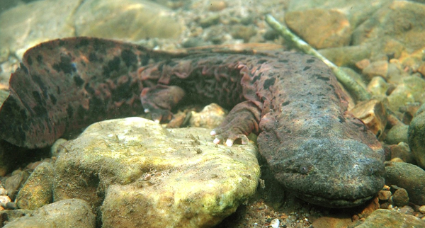 5 quần thể quỷ bùn - kỳ giông Hellbender phương Đông ở Missouri đều trong tình trạng suy giảm. Một trong số đó không còn thấy được ở ngoài tự nhiên vì số lượng cá thể quá ít.