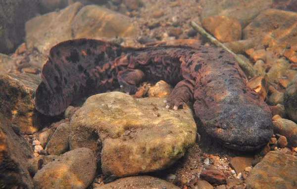 Ở một số nơi khu vực Bắc Mỹ, nhiều con đập bị dỡ bỏ nhằm cải thiện môi trường sống và thúc đẩy quá trình sinh sản của loài kỳ giông Hellbender phương đông.