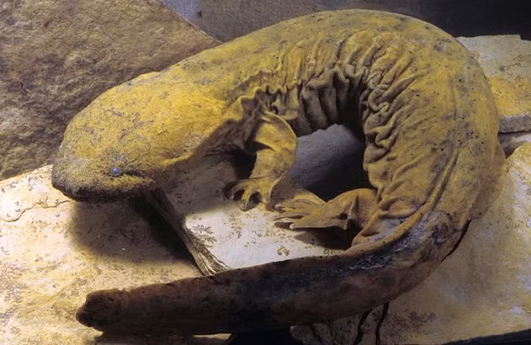 Chương trình bảo vệ bao gồm việc giảm thiểu các tác động tiêu cực đặc biệt là các dự án phát triển của con người lên môi trường sống của kỳ giông Hellbender phương Đông. Đồng thời thực hiện nhân giống nhằm phát triển quần thể loài trong tự nhiên.