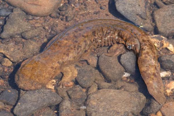 Sau khi ghi tên loài kỳ giông Hellbender phương Đông vào danh sách có nguy cơ tuyệt chủng, cơ quan chức năng Mỹ sẽ thực hiện các chương trình bảo vệ và phục hồi số lượng loài động vật này theo Đạo luật các loài động vật nguy cấp ở Mỹ.