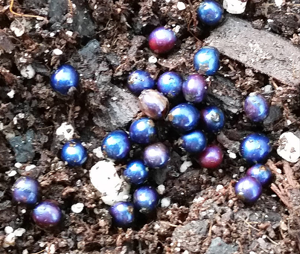 Màu của quả Pollia không sắc tố này có thể được ứng dụng trong nhiều sản phẩm từ màu nhuộm không phai đến các loại giấy chống giả mạo.