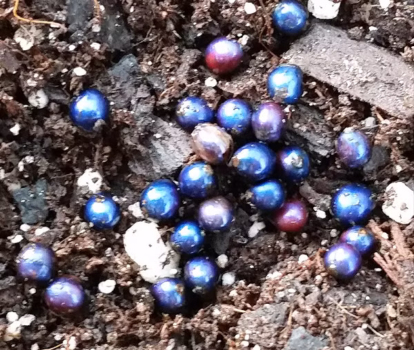 Màu của quả Pollia không sắc tố này có thể được ứng dụng trong nhiều sản phẩm từ màu nhuộm không phai đến các loại giấy chống giả mạo.