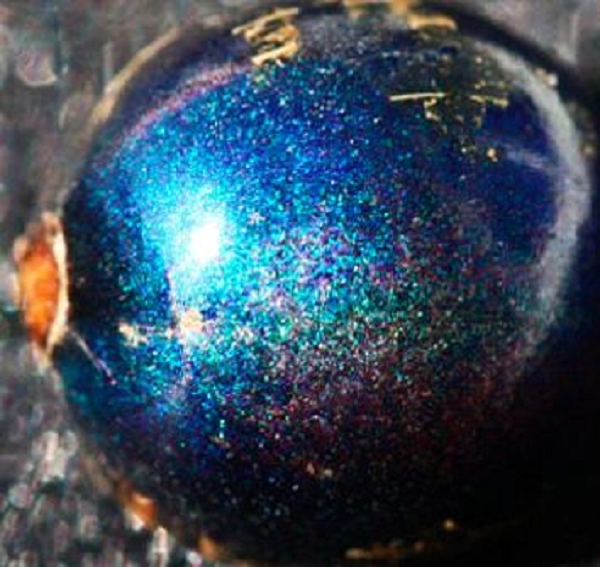 Thực chất, loại quả này không chứa sắc tố màu xanh dương như bề ngoài. Các tế bào trong quả Pollia condensata có thành phần làm từ sợi cellulose phản xạ ánh sáng.