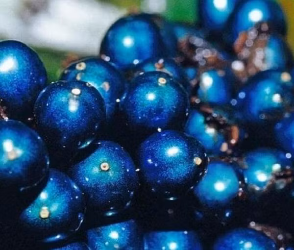 Màu sắc ấn tượng từ quả Pollia condensata là do cấu trúc đặc biệt bên trong mỗi tế bào của cây, thay vì dựa trên sắc tố bình thường, gọi là màu cấu trúc.