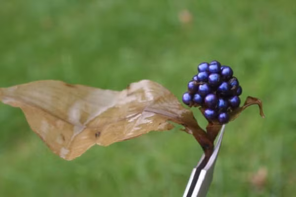 Những khoảng cách khác nhau giữa các sợi trong mỗi tế bào phản xạ những bước sóng khác nhau của ánh sáng, tạo nên màu sắc xanh biếc.